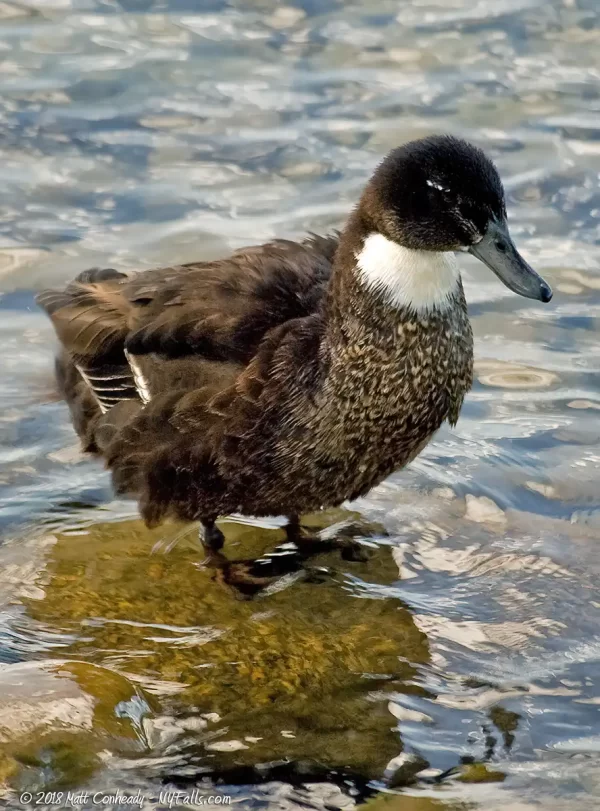 A duclair duck found near the Lagoon at Canandaigua outlet.