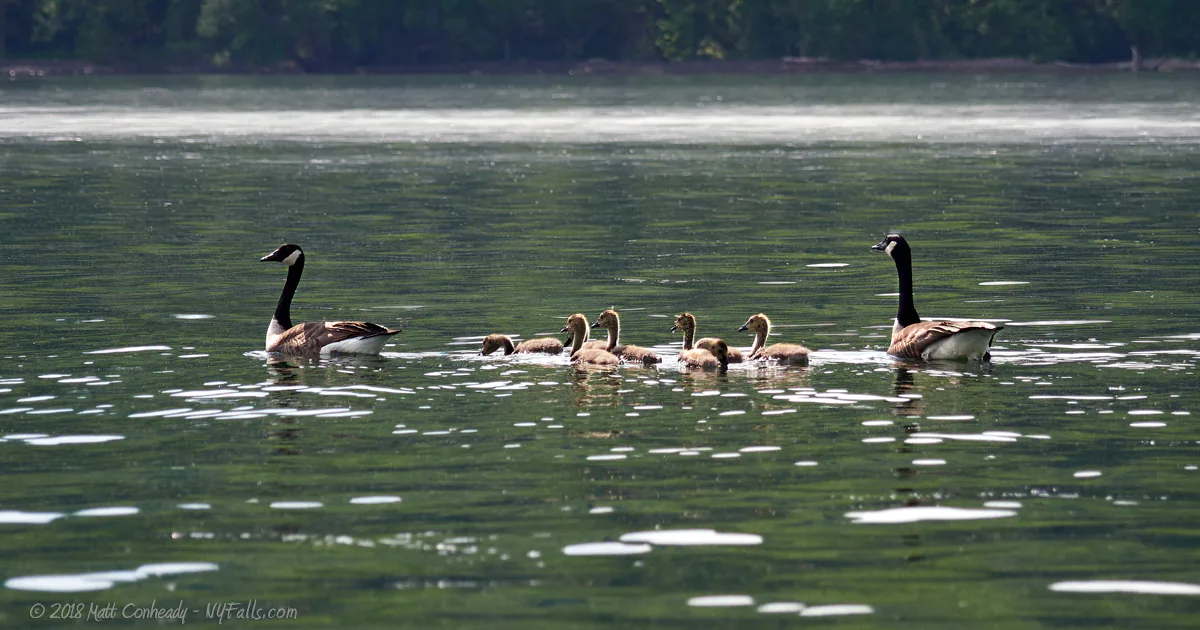 A family of geese swimming across Hemlock Lake