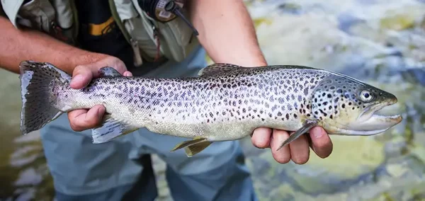 fisherman holding brown trout