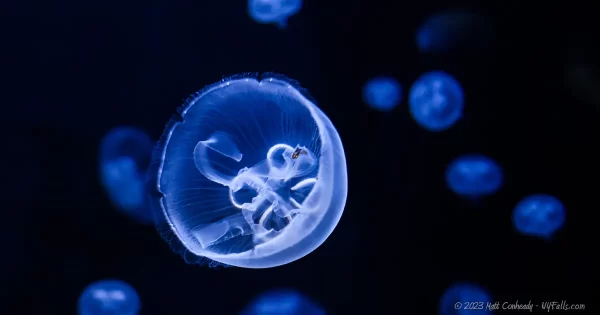Moon jellyfish at the Aquarium of Niagara in New York.
