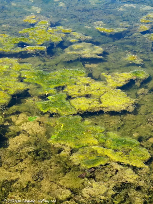 A close up of a disgusting algae bloom at Onondaga Lake
