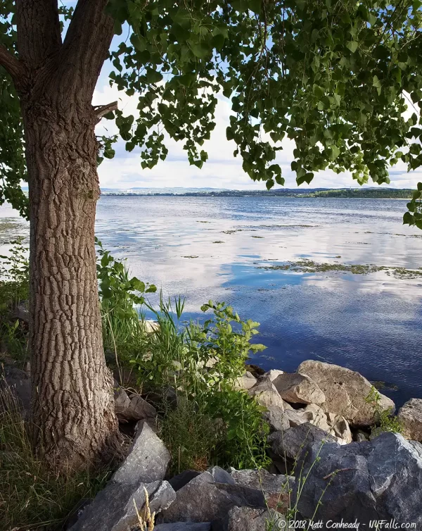 A photo of a tree and Onondaga Lake