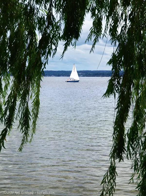 A sailboat through a willow tree at Lodi Point State Marine Park.