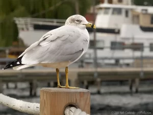A seagull perched on a dock at Seneca Lake.