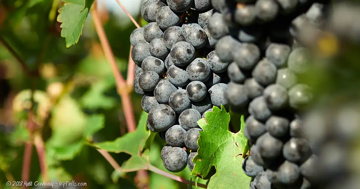 Wine grapes on a vine at Wagner Vineyard on Seneca Lake.