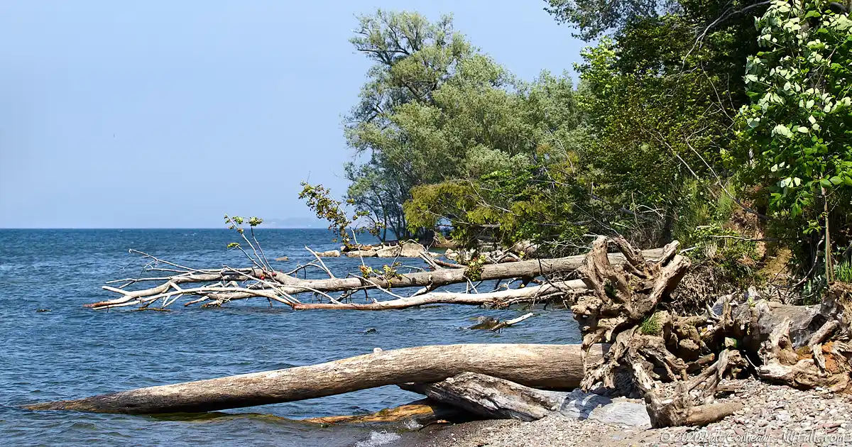Living up to its name, Beachwood State Park's shoreline is littered with beached wood.