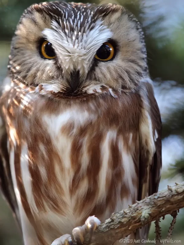 A Saw Whet owl found in Owl Woods in Braddock Bay Wildlife Management Area.