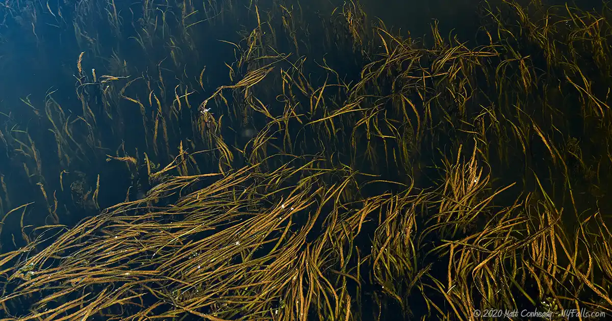 A closeup of of seaweed growing in the pond at Fair Haven Beach State Park.