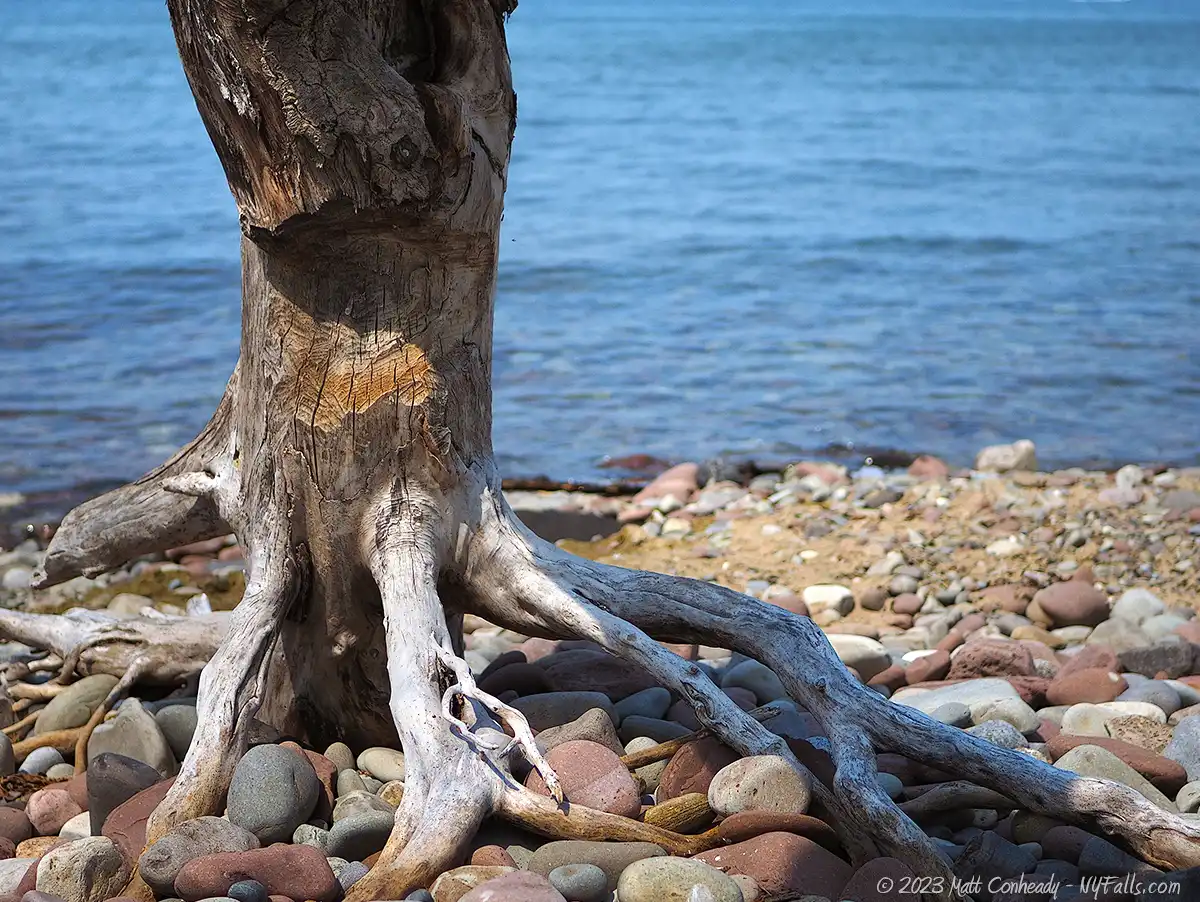 A dead tree on the stones at Fair Haven Beach State Park