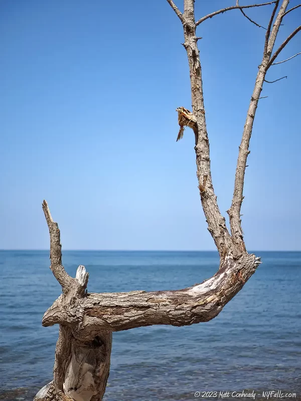 A dead tree on the beach at Fair Haven Beach State Park on Lake Ontario