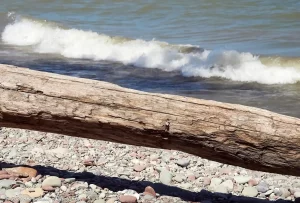 Sun-bleached driftwood on the shoreline of Lake Ontario as waves approach