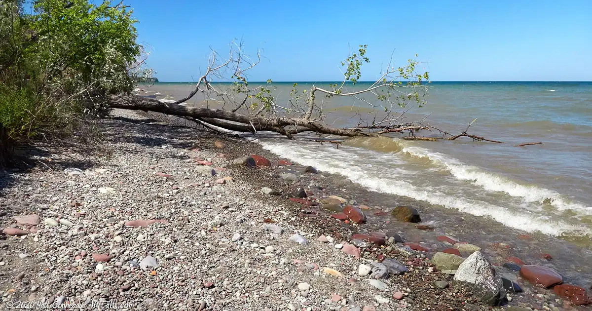 A downed young tree on the beach. Bushes grow right up to Lake Ontario in this sunny area of Whistlewood Park.