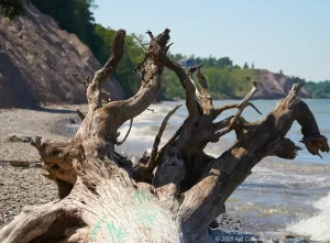 A large sun-bleached tree sits on a shady beach at Whistlewood Park with Lake Ontario waves crashing in the background.