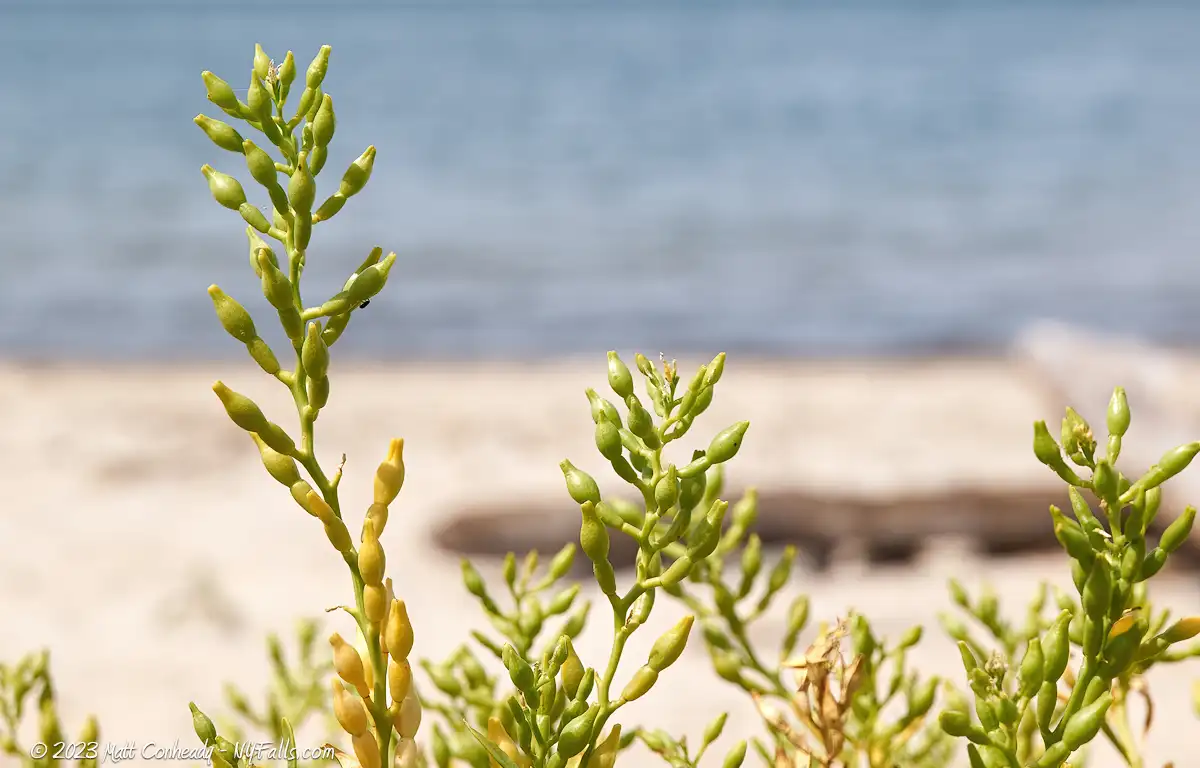 A closeup of some plants growing on the beach at Eagle Bay on Lake Erie.