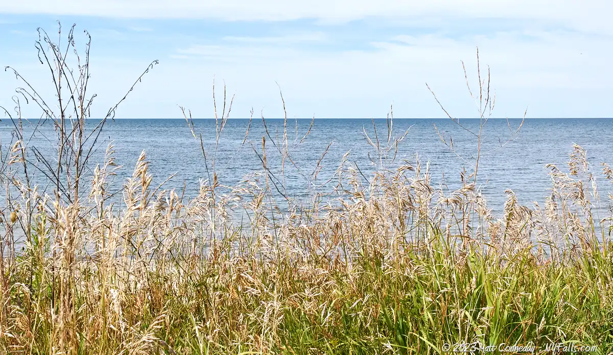 Tall grasses growing between NY-5 and the beach at Eagle Bay along Lake Erie