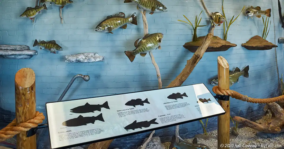 A fish species educational display inside the Lake Erie Seaway Trail Visitor Center