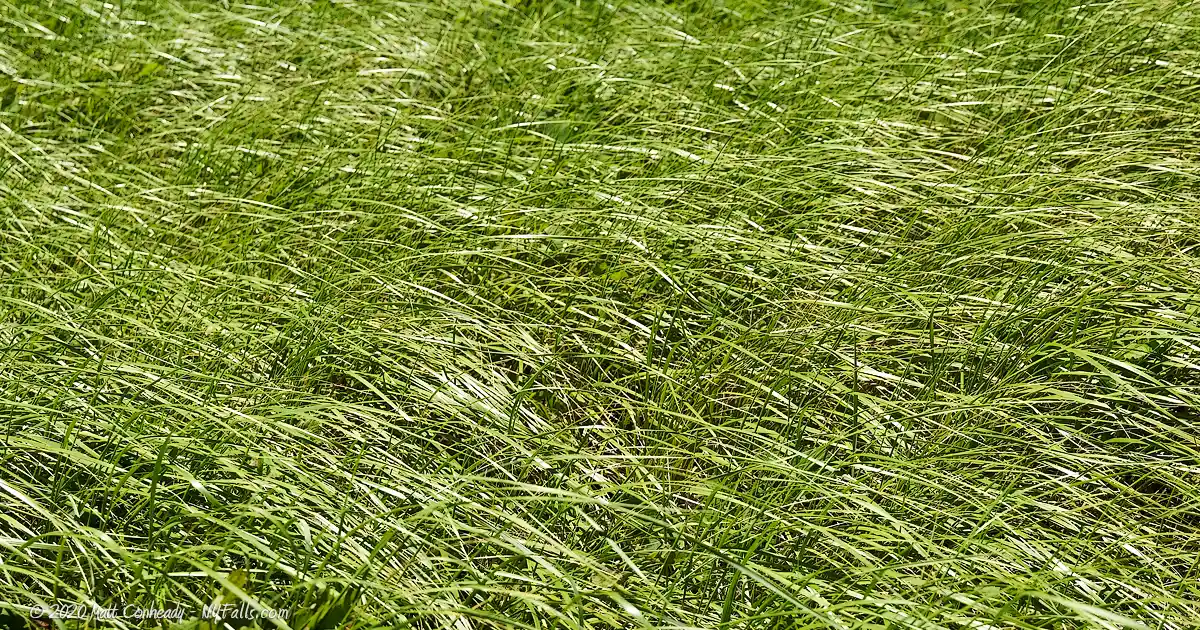 The soft uniform grasses that cover the sandbars at Bennet Beach