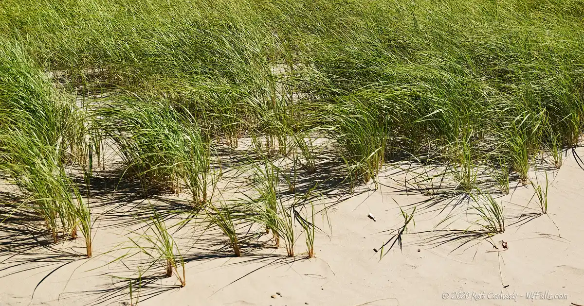 Grasses growing on a sandbar at Bennet Beach