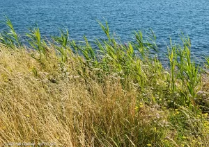 Tall dry grass and wildflowers growing along Lake Erie at the Greenway Nature Trail at Buffalo Outer Harbor.