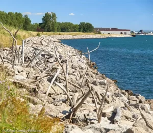 Stones and sun-bleached beechwood line the shore at the Outer Harbor along the Greenway Nature Trail