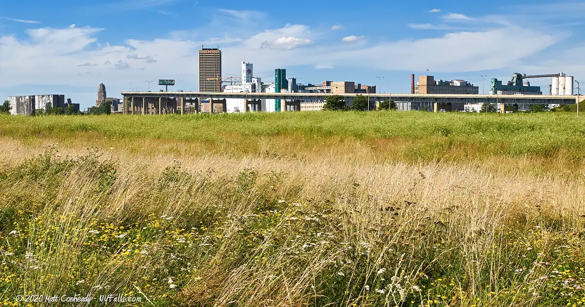 Tall dry grass and wildflowers growing along Lake Erie at the Greenway Nature Trail at Buffalo Outer Harbor.
