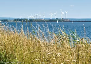 Windmills on Lake Erie Just past some tall grass
