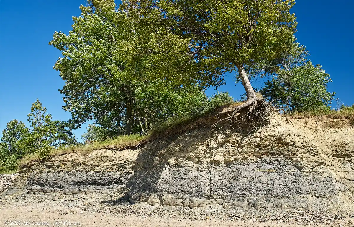 A tree growing over a cliff that has been eroded by Lake Erie at Evangola State Park