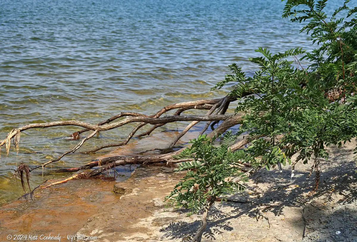 A tree growing over the lake erie beach at wright park in dunkirk, ny