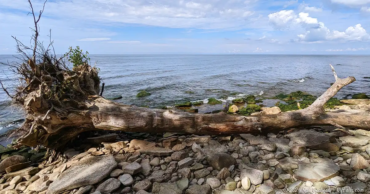 A downed tree on the beach at independence park in Scriba, NY