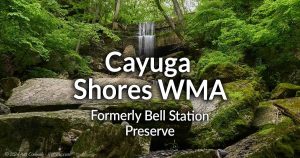 Cayuga Shores Wildlife Management Area (formerly Bell Station Preserve)
