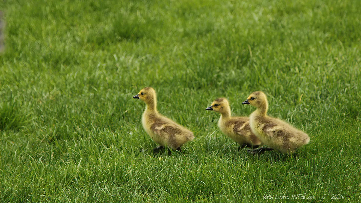 Three fuzzy yellow goslings.