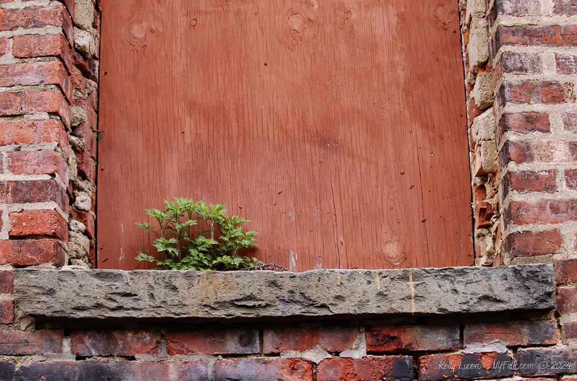 Some weedy vegetation grows in the elevated old brickwork doorway of an empty hat factory.