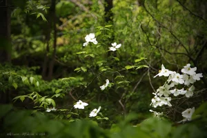 White dogwood blooms amidst the lush green forest along Fishkill Creek.