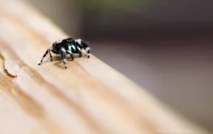 Cute little jumping spider colored black, white and green scurries along the wooden rail of the boardwalk.