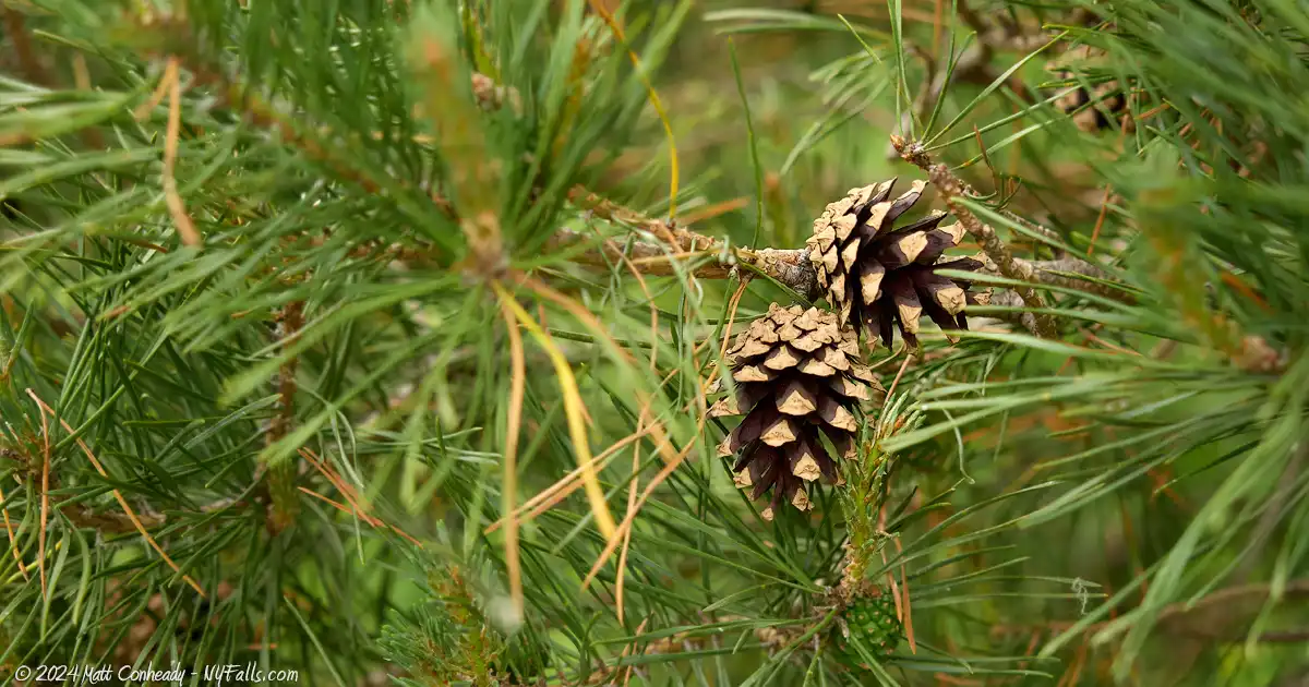 Pinecones along the Lake Ontario shoreline at Cornwall Preserve