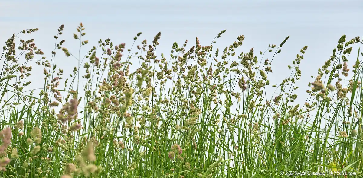 Grasses along the bluff trail at Cornwall Preserve