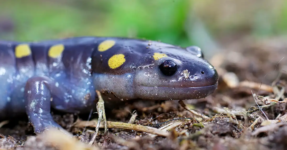 Spotted Salamander