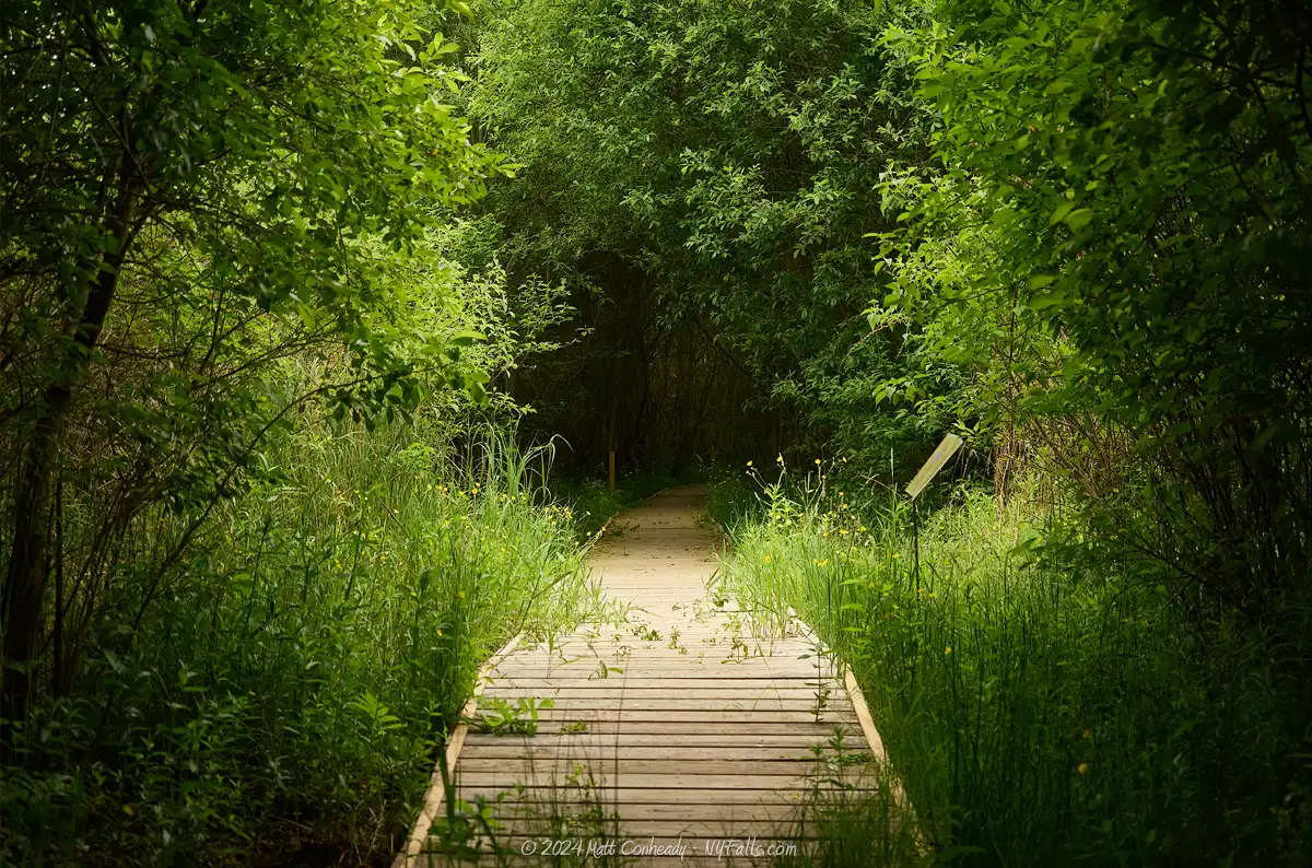 Trail through wetlands at Cornwall Preserve