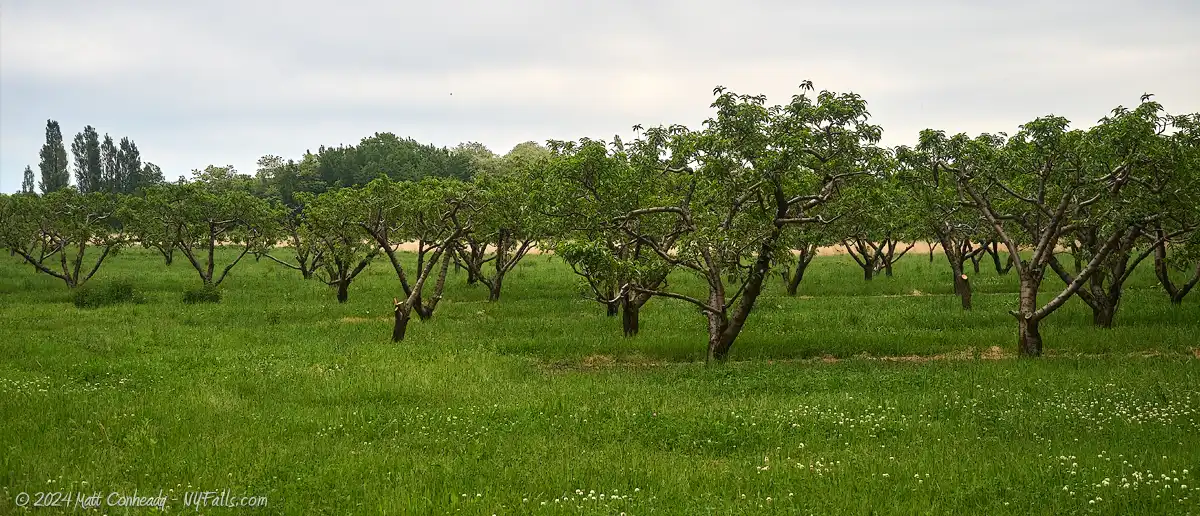 Apple Orchard at Cornwall Preserve