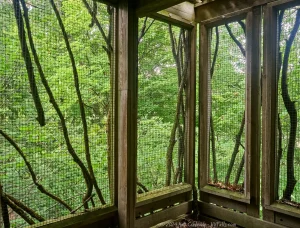 Inside the treehouse at Cayuga Nature Center