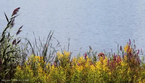 Colorful weeds along the shore at Cazenovia Lake